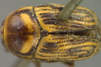 Media type: image;   Entomology 4278 Aspect: habitus dorsal view